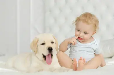 Baby and Pets